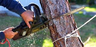 Reliable Middletown, KY  Tree Services Solutions