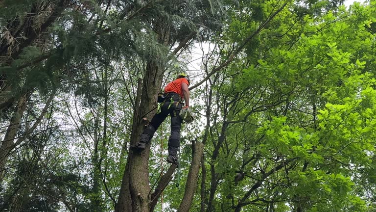 Why Choose Our Tree Removal Services in Middletown, KY?